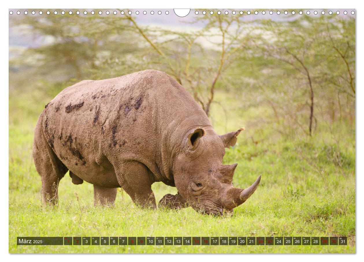 Bild: 9783435346417 | Auf Safari in Kenia 2025 (Wandkalender 2025 DIN A3 quer), CALVENDO...