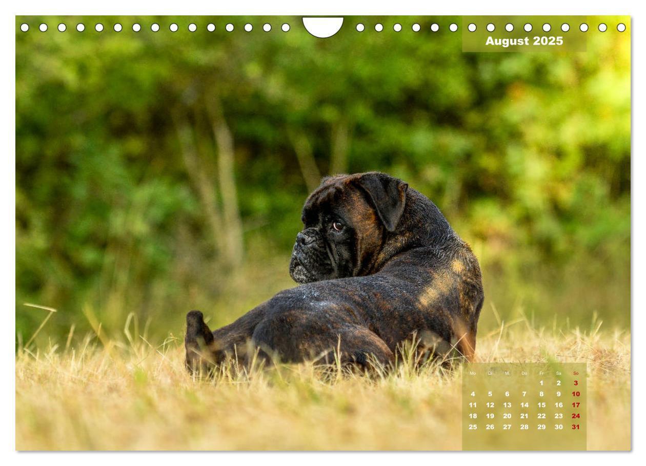 Bild: 9783435179947 | Einmal Boxer - immer Boxer (Wandkalender 2025 DIN A4 quer),...