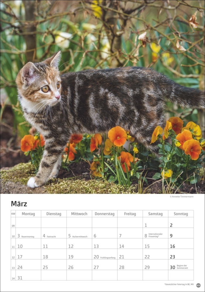 Bild: 9783756405589 | Katzen Kalender 2025 | Kalender | Spiralbindung | 13 S. | Deutsch