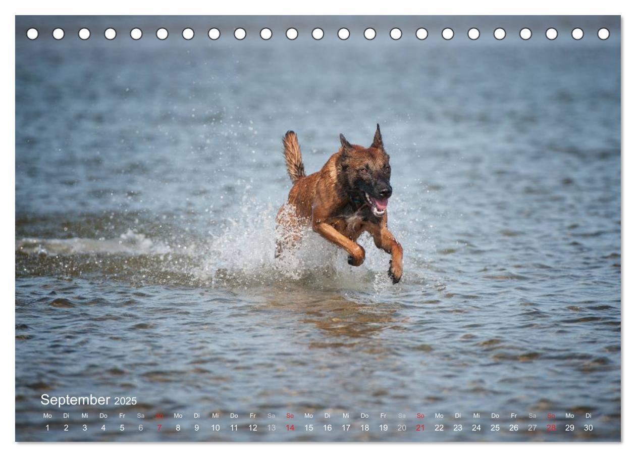 Bild: 9783435519262 | Malinois lieben Wasser (Tischkalender 2025 DIN A5 quer), CALVENDO...