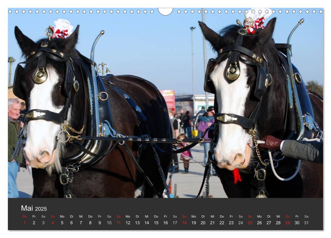 Bild: 9783435761708 | Shire Horse ¿ Prunkvolle Giganten (Wandkalender 2025 DIN A3 quer),...