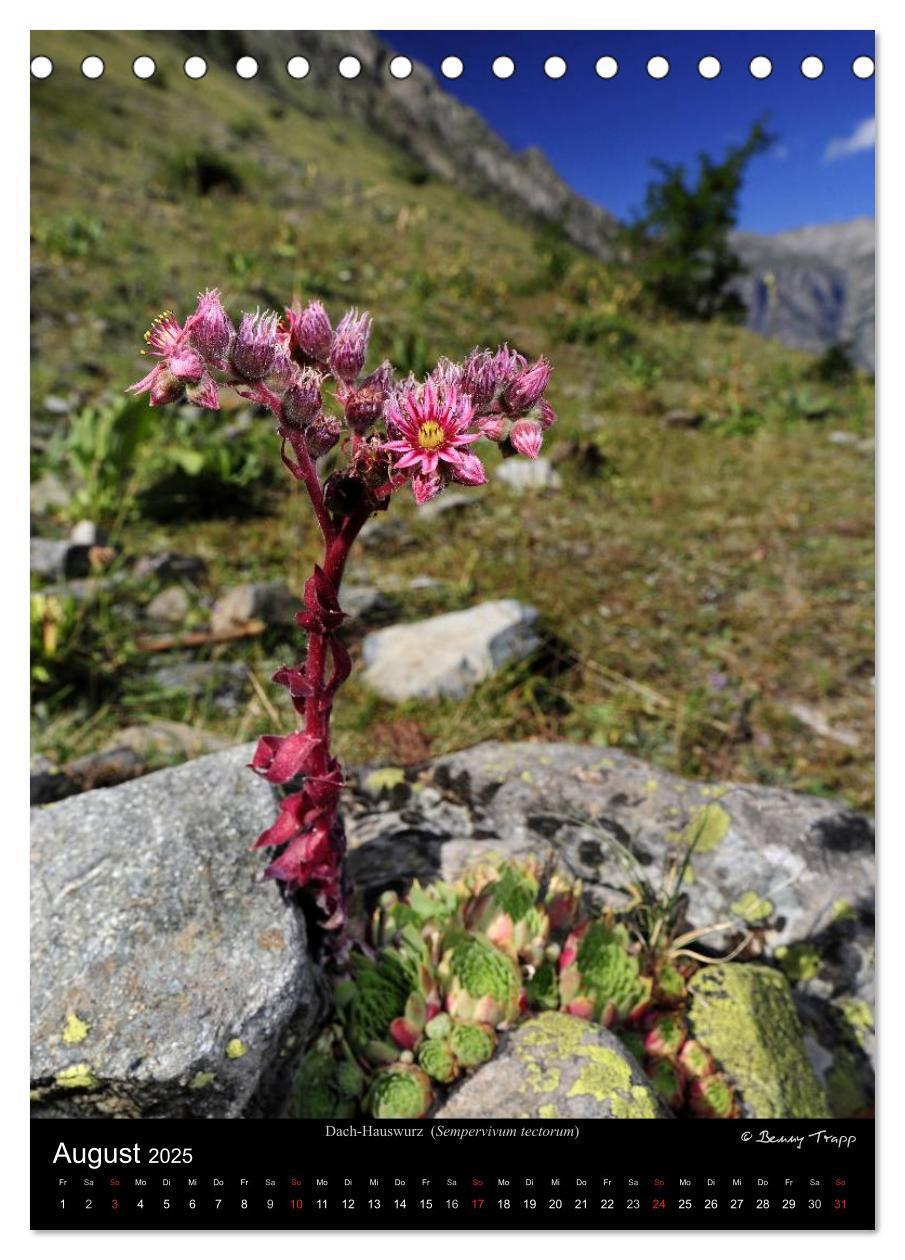 Bild: 9783457067307 | WILDBLUMEN (Tischkalender 2025 DIN A5 hoch), CALVENDO Monatskalender