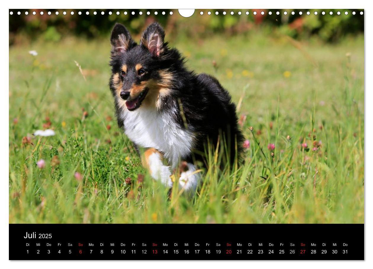 Bild: 9783435752355 | Shelties 2025 (Wandkalender 2025 DIN A3 quer), CALVENDO Monatskalender