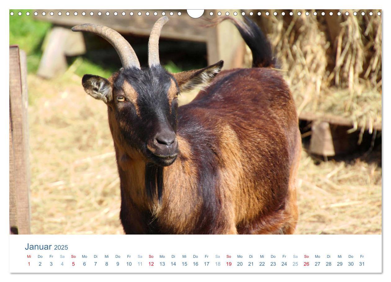 Bild: 9783435494064 | Tierisches Leben auf dem Bauernhof 2025 (Wandkalender 2025 DIN A3...