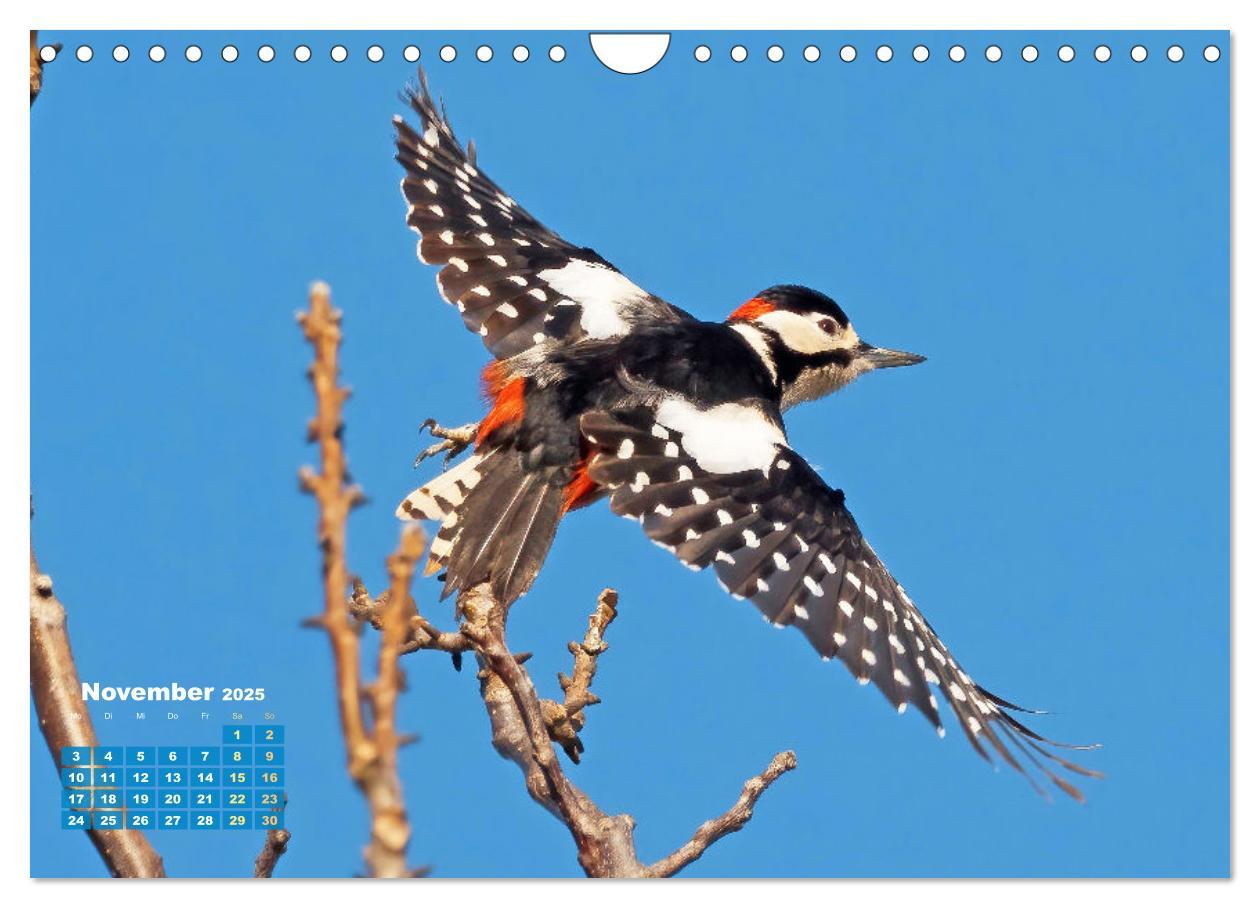 Bild: 9783383850691 | Amsel, Fink und Star: Heimische Vögel (Wandkalender 2025 DIN A4...