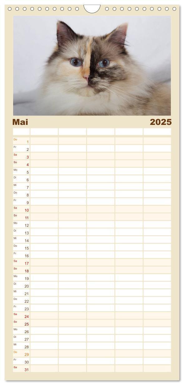 Bild: 9783457121771 | Familienplaner 2025 - Ragdolls mit 5 Spalten (Wandkalender, 21 x 45...