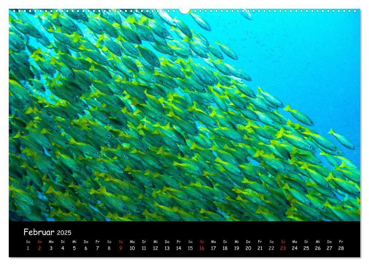 Bild: 9783435705153 | Die Welt unter Wasser (Wandkalender 2025 DIN A2 quer), CALVENDO...