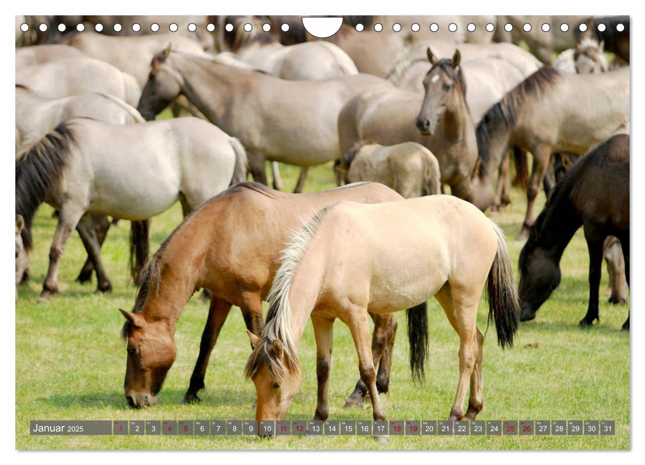 Bild: 9783435412136 | Dülmener Wildpferde - Wildpferde im Meerfelder Bruch (Wandkalender...