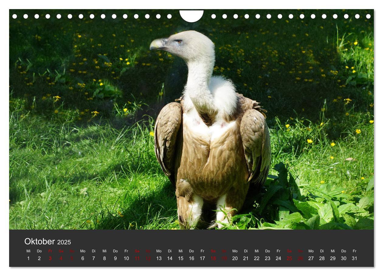 Bild: 9783435402946 | Faszination der Greifvögel und Geier (Wandkalender 2025 DIN A4...