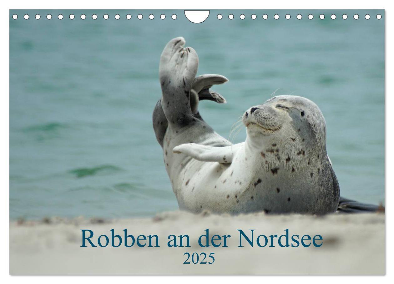 Cover: 9783435482191 | Robben an der Nordsee (Wandkalender 2025 DIN A4 quer), CALVENDO...