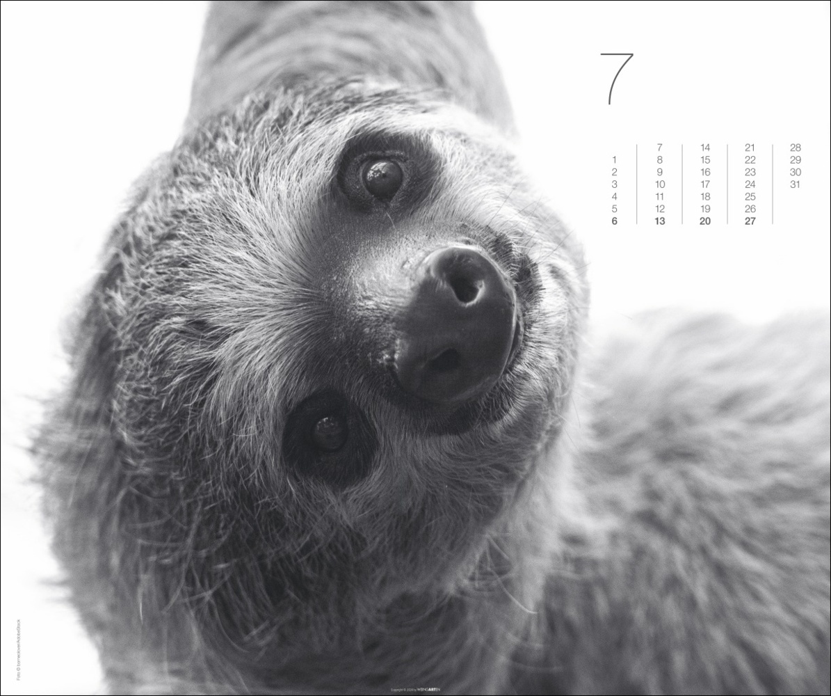 Bild: 9783839901328 | Black &amp; White Animals 2025 | Kalender | Spiralbindung | 14 S. | 2025