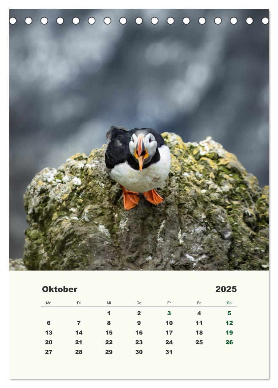 Bild: 9783435906314 | Papageientaucher in Island (Tischkalender 2025 DIN A5 hoch),...