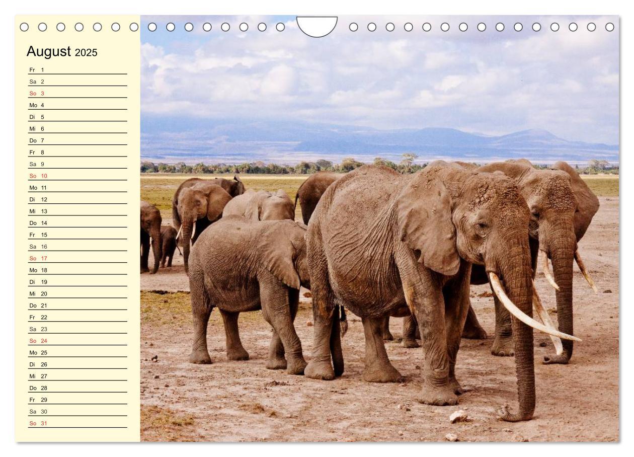 Bild: 9783435494118 | Afrika. Tiere in freier Wildbahn (Wandkalender 2025 DIN A4 quer),...