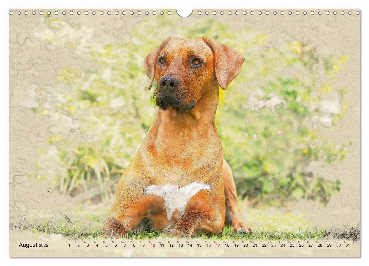 Bild: 9783435705191 | Rhodesian Ridgeback 2025 (Wandkalender 2025 DIN A3 quer), CALVENDO...