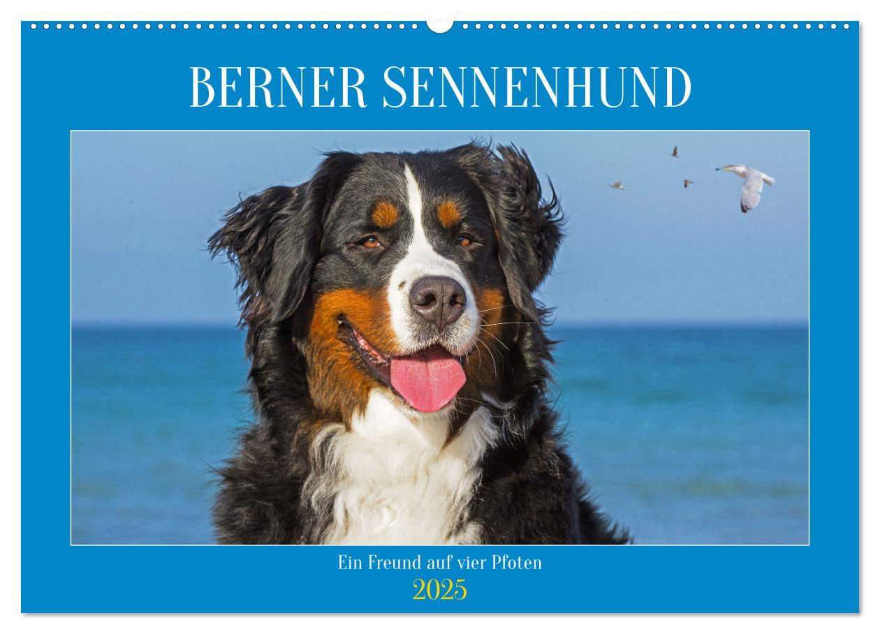 Cover: 9783383848292 | Berner Sennenhund - Ein Freund auf vier Pfoten (Wandkalender 2025...