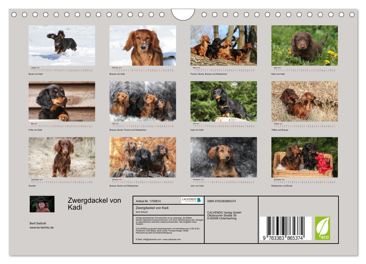 Bild: 9783383865374 | Zwergdackel von Kadi (Wandkalender 2025 DIN A4 quer), CALVENDO...