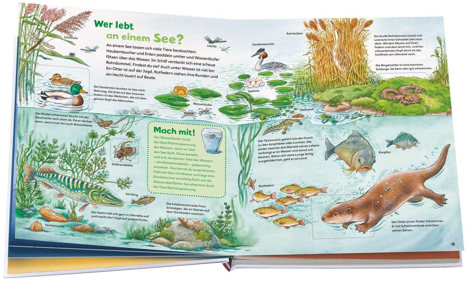 Bild: 9783788622282 | WAS IST WAS Junior Entdecke die Natur | Christina Braun | Buch | 26 S.