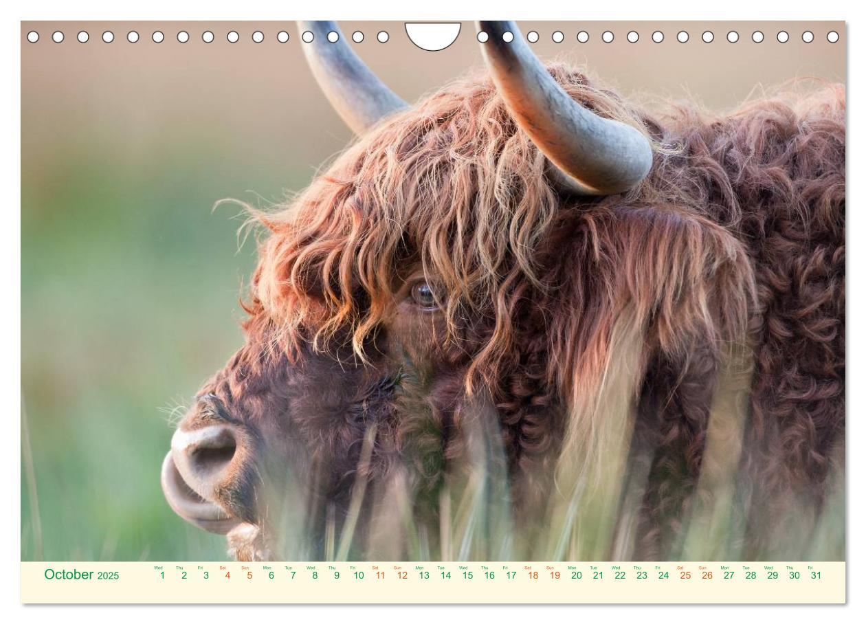 Bild: 9781325956616 | The Hairy Cow Calendar (Wall Calendar 2025 DIN A4 landscape),...