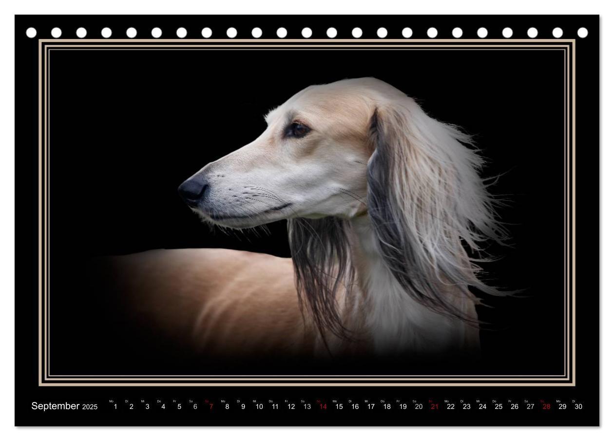 Bild: 9783383823916 | Saluki 2025 (Tischkalender 2025 DIN A5 quer), CALVENDO Monatskalender