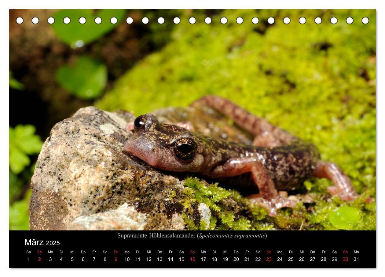 Bild: 9783435771431 | Salamander und Molche (Tischkalender 2025 DIN A5 quer), CALVENDO...