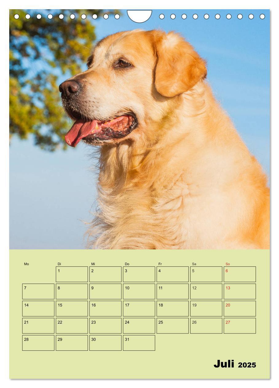 Bild: 9783435960316 | Jahresplaner Golden Retriever (Wandkalender 2025 DIN A4 hoch),...