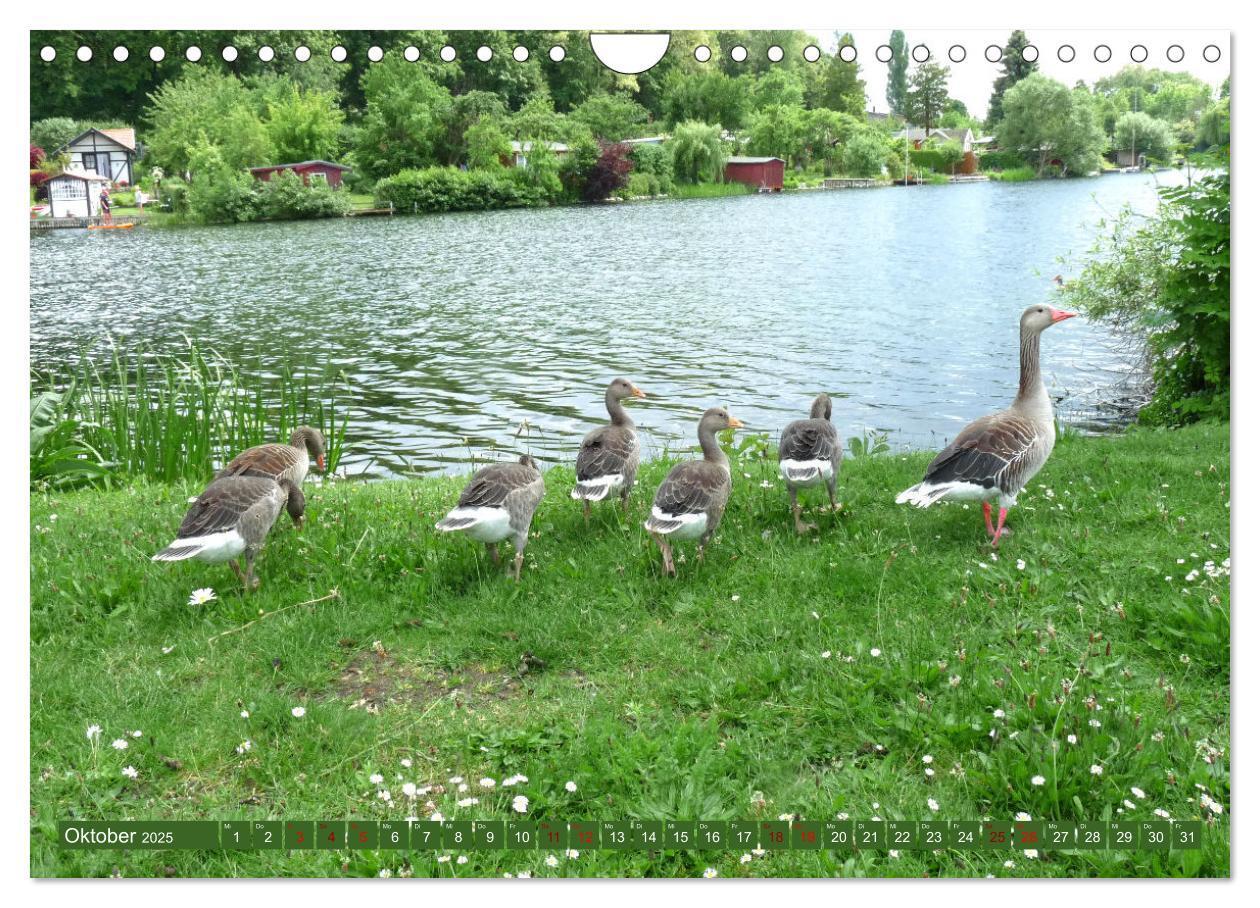 Bild: 9783383961953 | Wunderschöne Mecklenburgische Seenplatte (Wandkalender 2025 DIN A4...