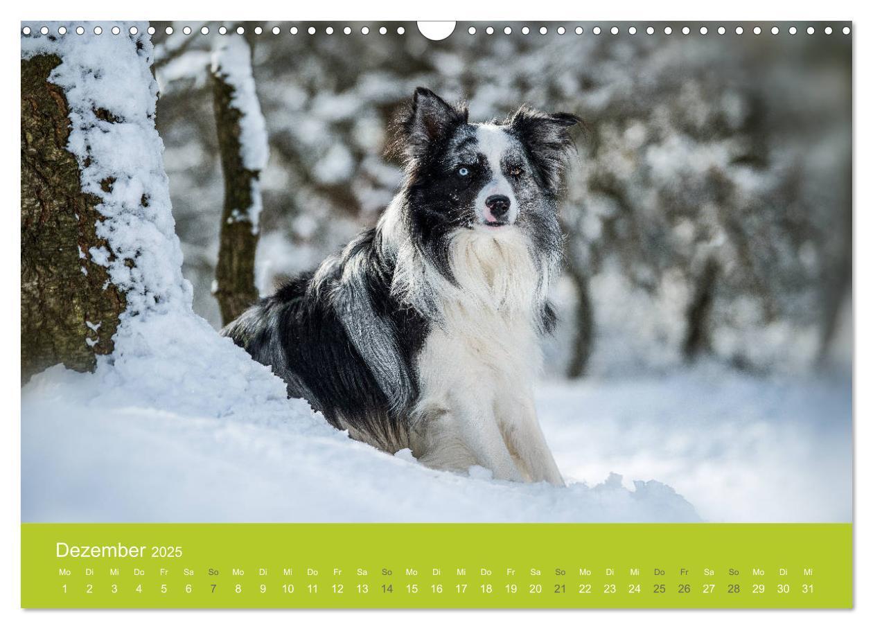 Bild: 9783435229130 | Traumschnauzen (Wandkalender 2025 DIN A3 quer), CALVENDO...