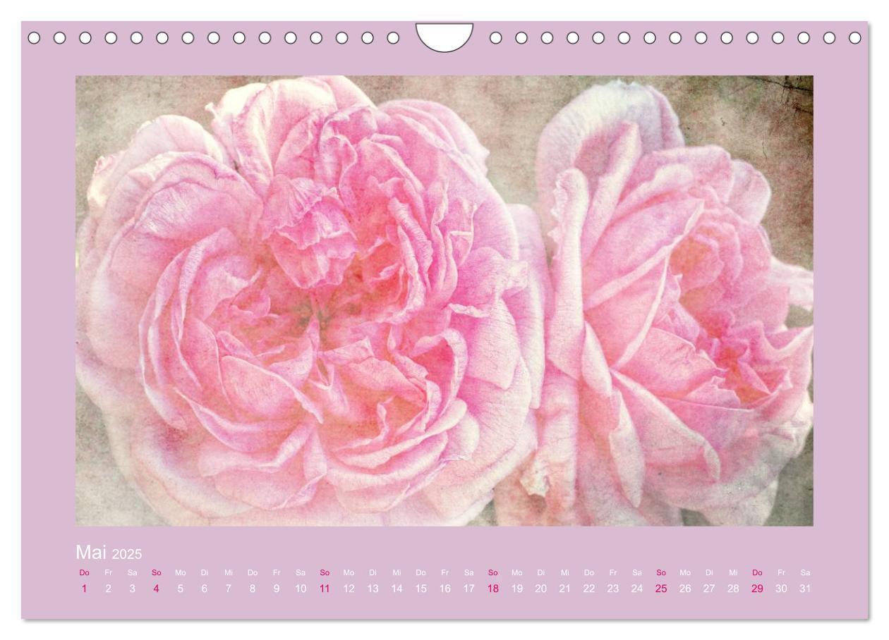 Bild: 9783435737475 | Romantische Rosen (Wandkalender 2025 DIN A4 quer), CALVENDO...