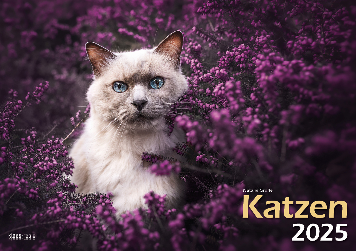 Cover: 9783965352360 | Katzen 2025 Bildkalender A3 quer - Natalie Große | Holger Klaes | 2025