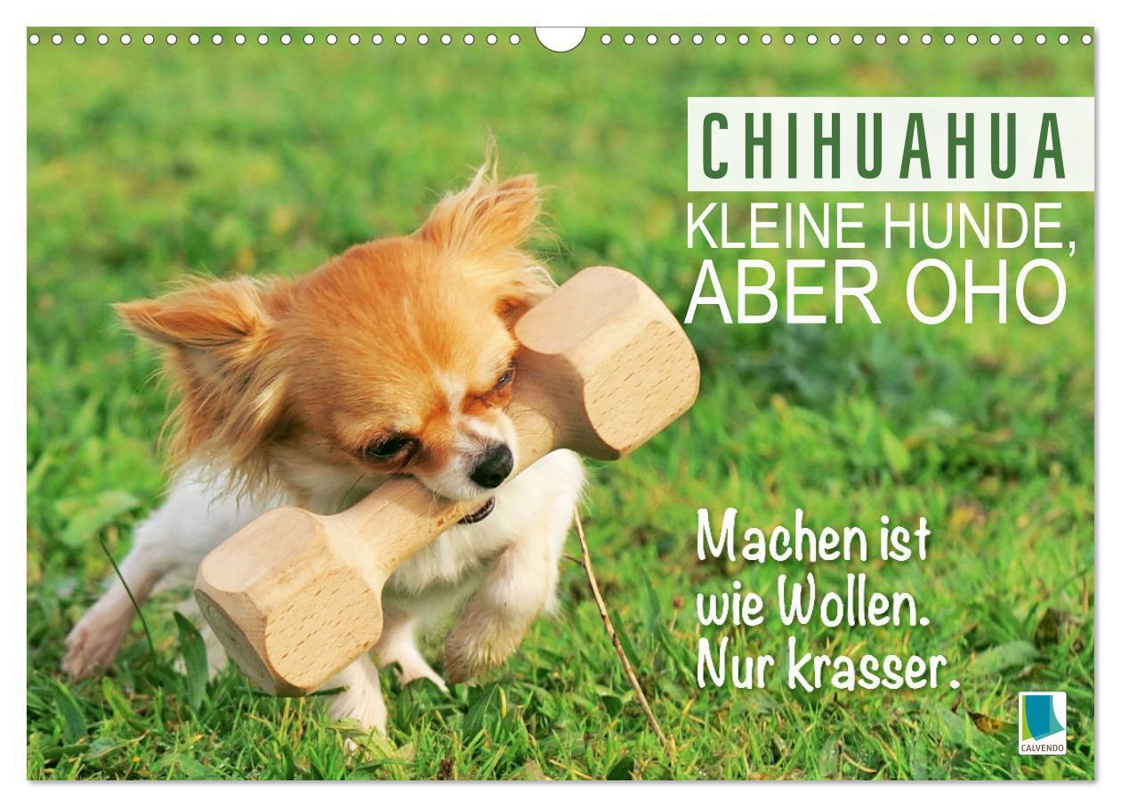 Cover: 9783457199817 | Chihuahua: Kleine Hunde, aber oho (Wandkalender 2025 DIN A3 quer),...