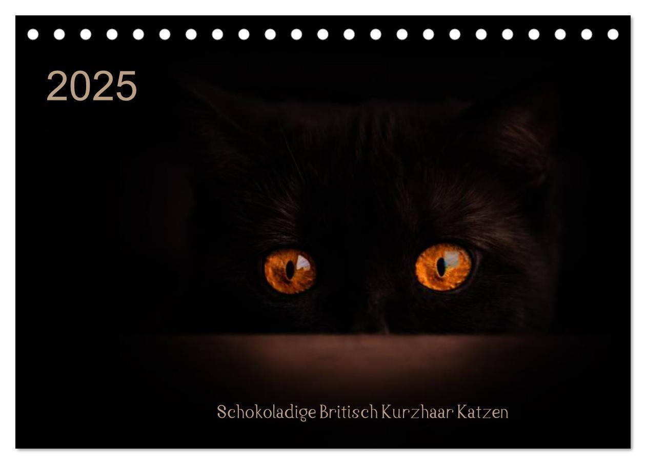 Cover: 9783435478453 | Schokoladige Britisch Kurzhaar Katzen (Tischkalender 2025 DIN A5...