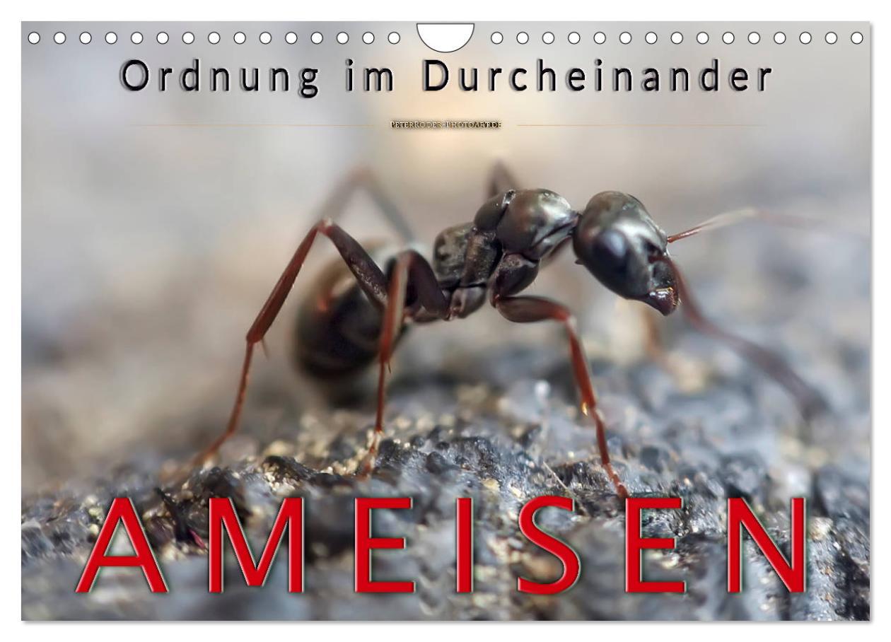 Cover: 9783435354481 | Ameisen - Ordnung im Durcheinander (Wandkalender 2025 DIN A4 quer),...