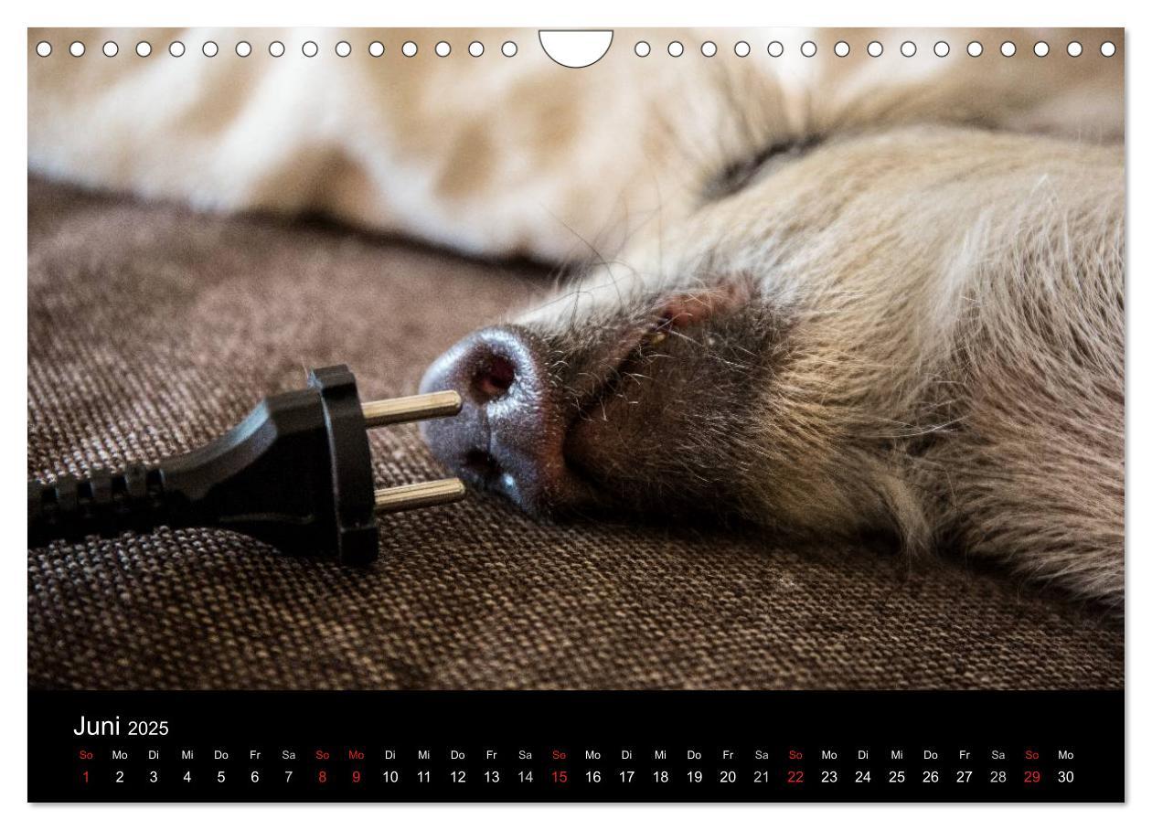 Bild: 9783435537358 | Kleine Schweinereien (Wandkalender 2025 DIN A4 quer), CALVENDO...