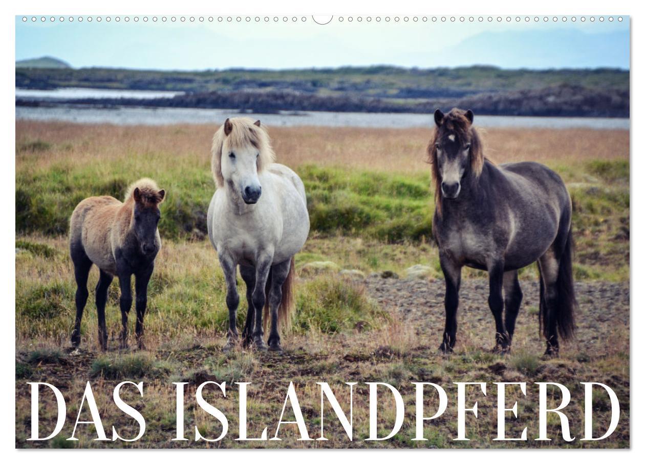 Cover: 9783435071364 | Das Islandpferd (Wandkalender 2025 DIN A2 quer), CALVENDO...