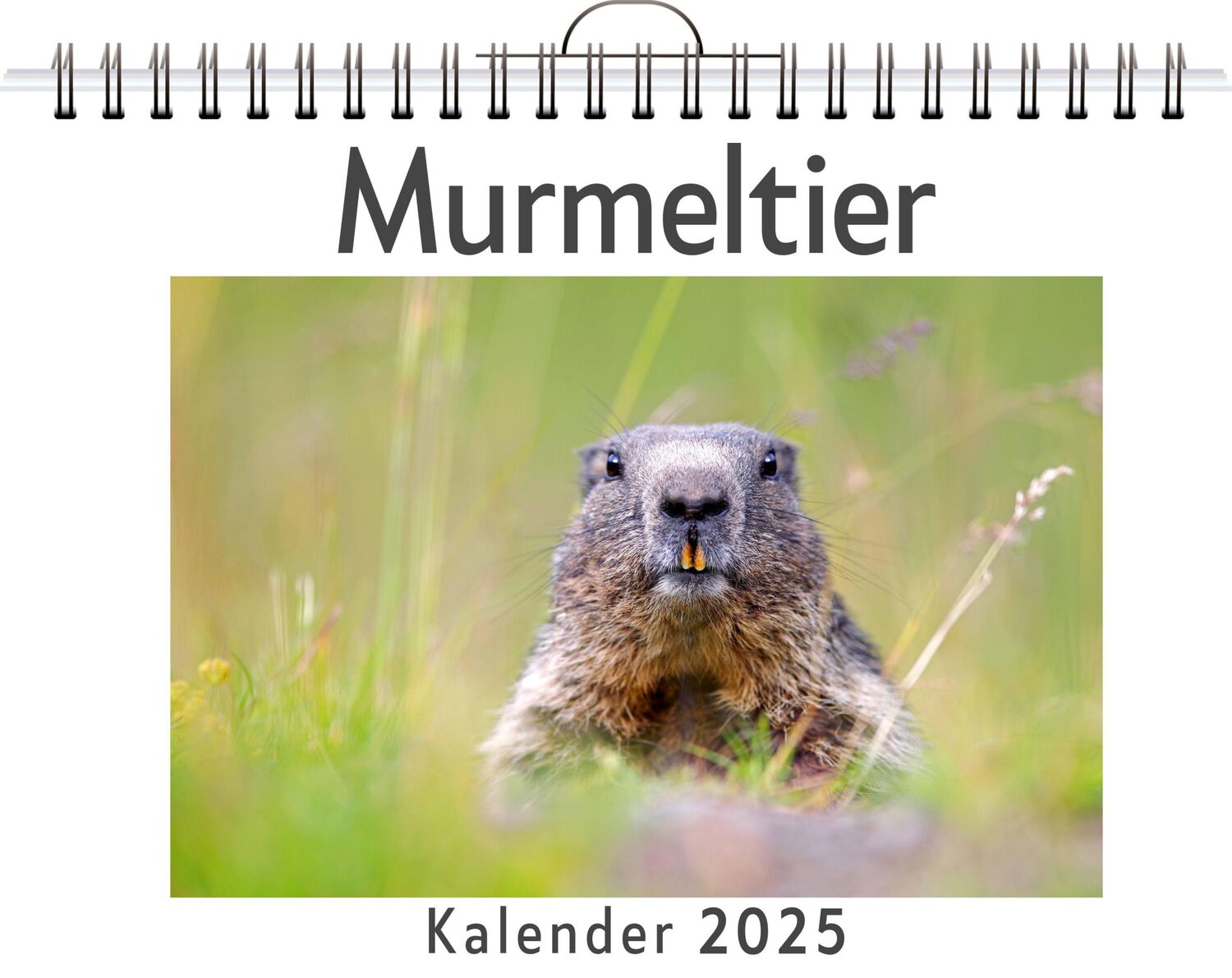 Cover: 9783759120786 | Murmeltier | Alice Meyer | Kalender | Kalender | 14 S. | Deutsch