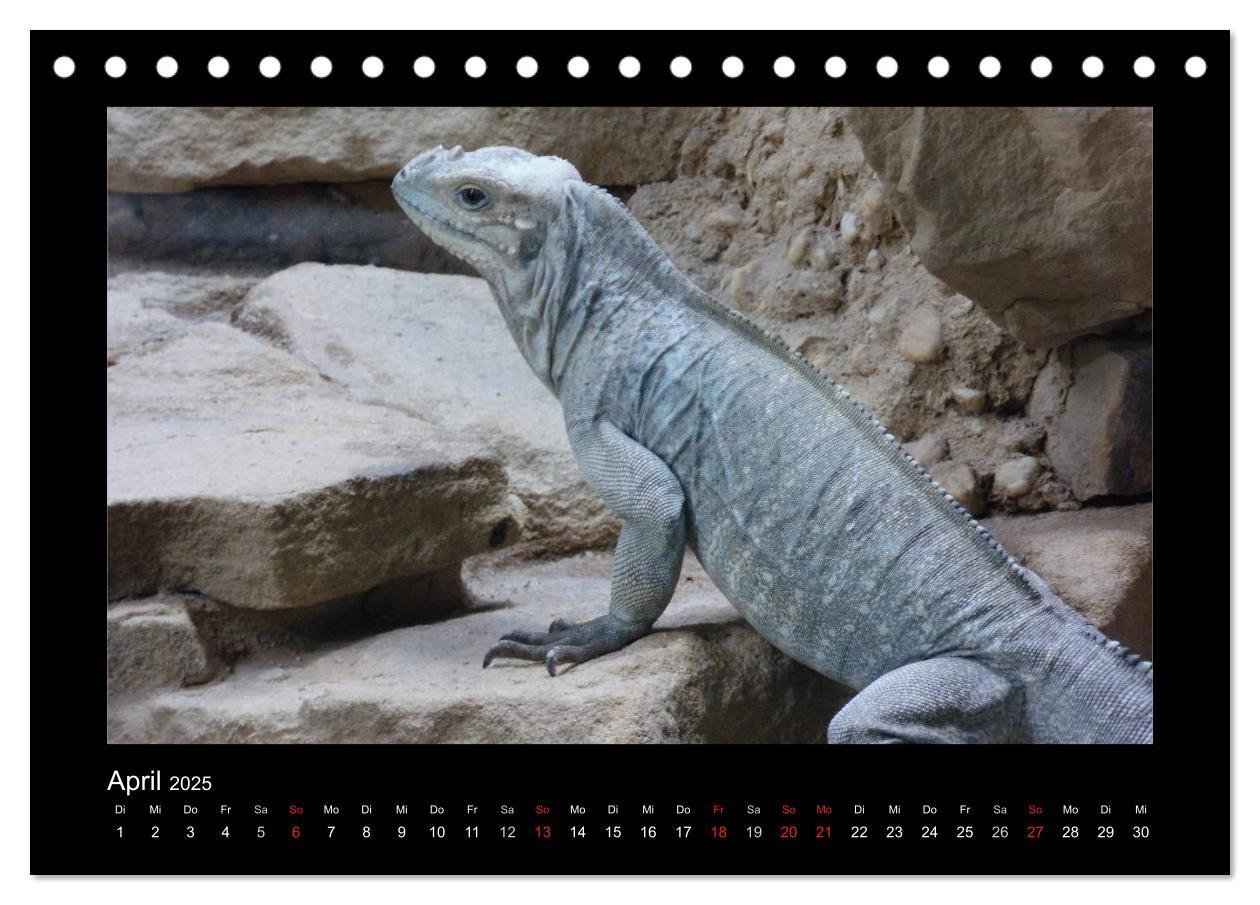 Bild: 9783435806256 | Faszinierende Reptilien (Tischkalender 2025 DIN A5 quer), CALVENDO...