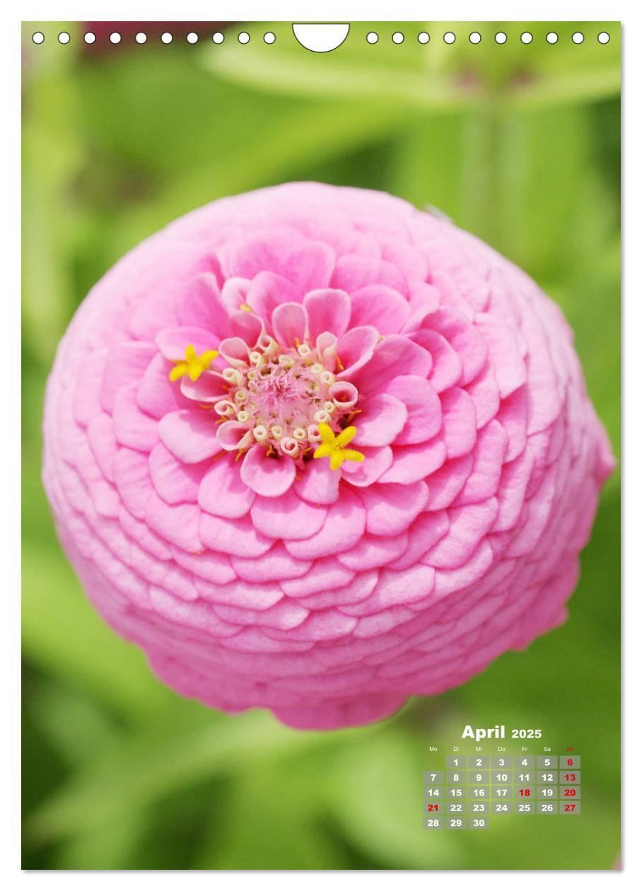 Bild: 9783435981908 | Zinnien im Garten (Wandkalender 2025 DIN A4 hoch), CALVENDO...