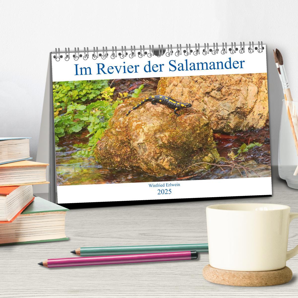 Bild: 9783435131082 | Im Revier der Salamander (Tischkalender 2025 DIN A5 quer), CALVENDO...