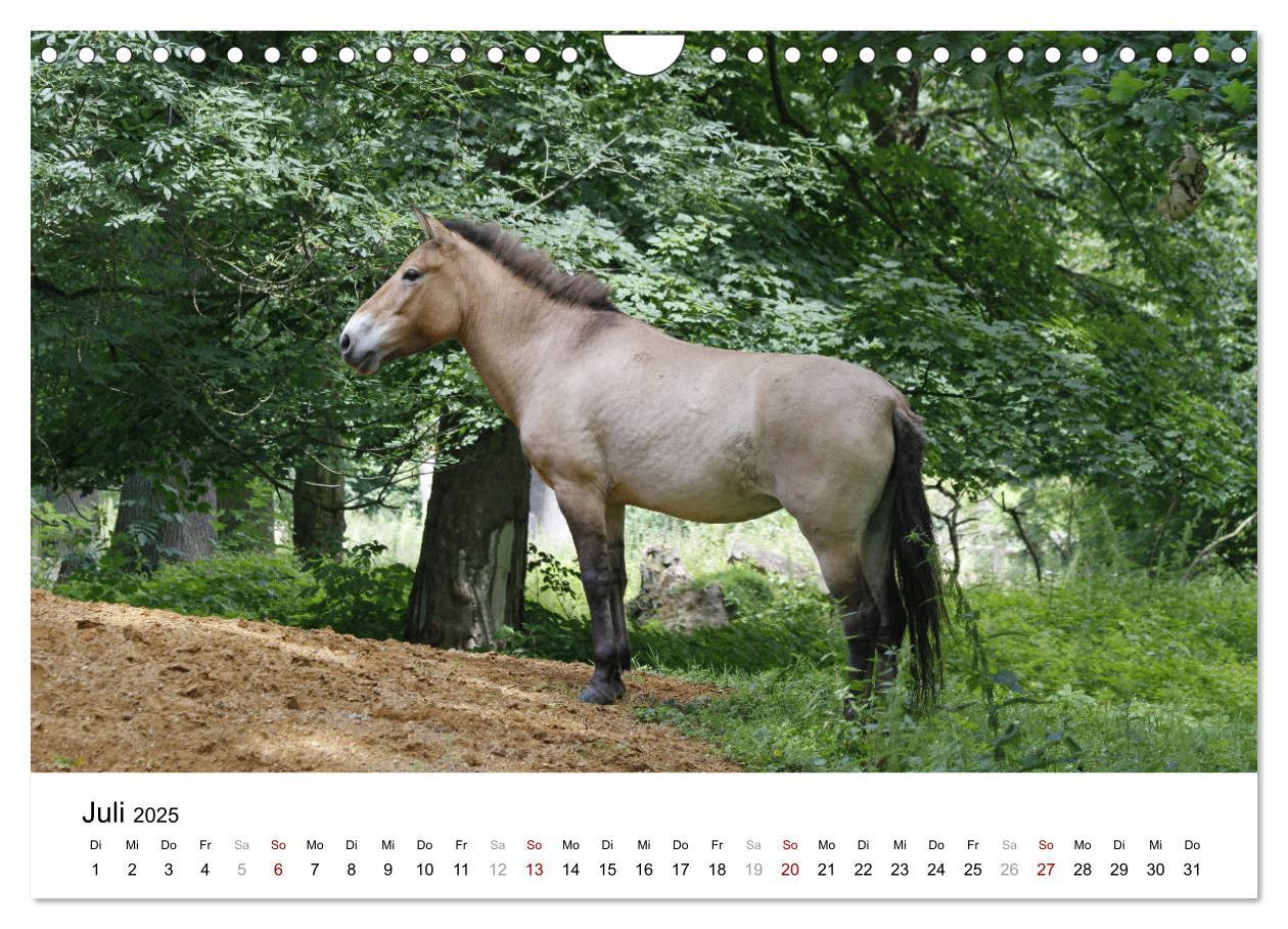 Bild: 9783435342495 | Faszination Przewalski-Pferde (Wandkalender 2025 DIN A4 quer),...