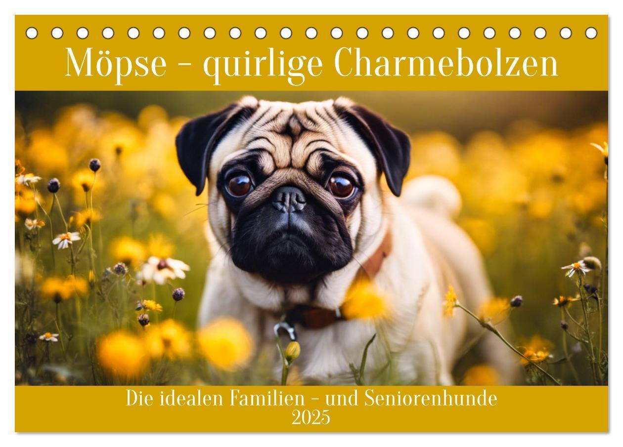 Cover: 9783435652495 | Möpse - quirlige Charmebolzen (Tischkalender 2025 DIN A5 quer),...