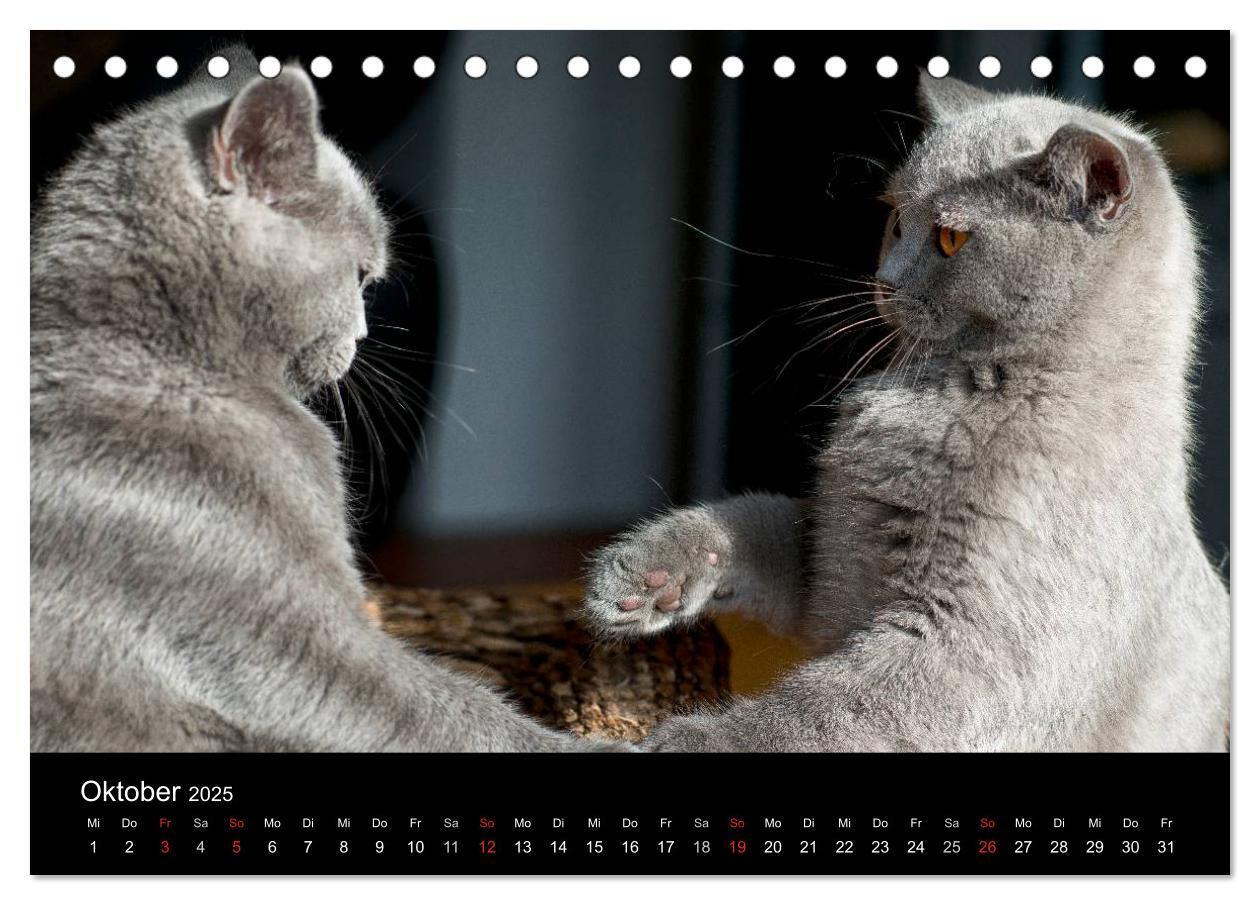 Bild: 9783435762170 | Bärige Schmusetiger - Britisch Kurzhaar (Tischkalender 2025 DIN A5...