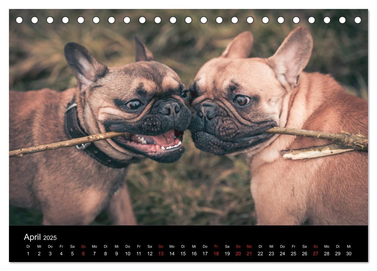 Bild: 9783435298372 | French Bulldog aktiv, verspielt, sportlich (Tischkalender 2025 DIN...