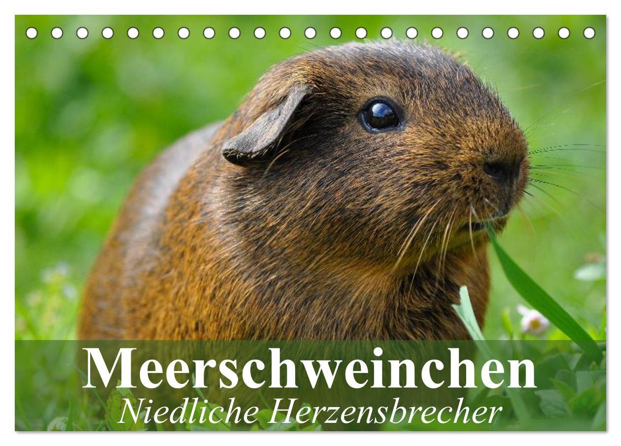 Cover: 9783435718887 | Meerschweinchen Niedliche Herzensbrecher (Tischkalender 2025 DIN A5...