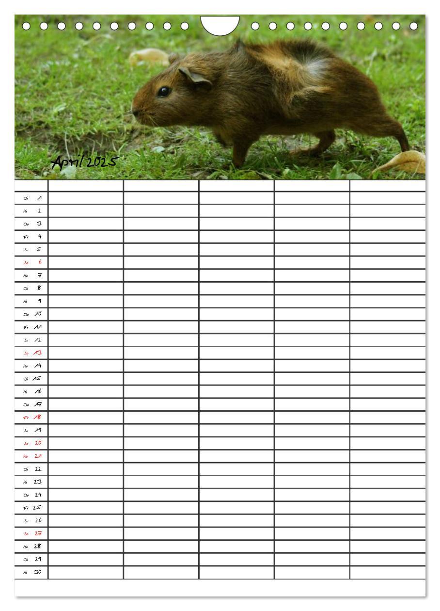 Bild: 9783457026205 | Meerschweinchen und Kaninchen Familienplaner (Wandkalender 2025 DIN...