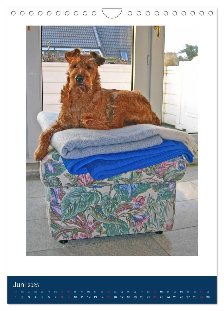 Bild: 9783435951222 | Kelly - Ein Irish Terrier macht Urlaub (Wandkalender 2025 DIN A4...