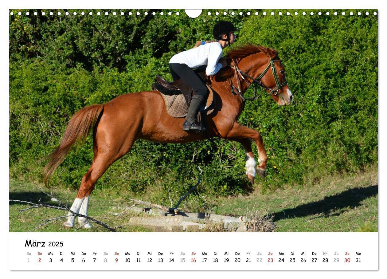 Bild: 9783435606481 | Pony Springreiten (Wandkalender 2025 DIN A3 quer), CALVENDO...