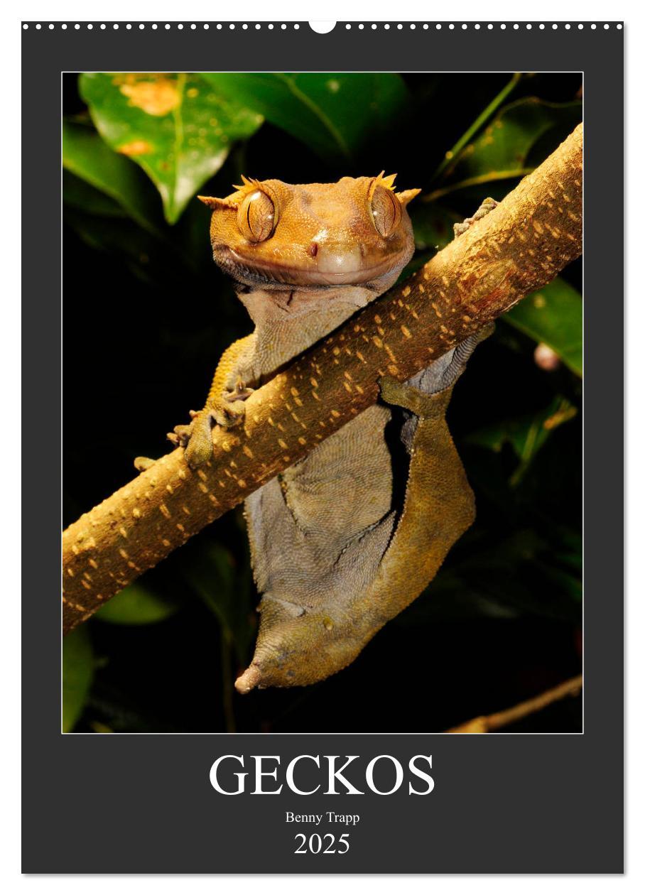 Cover: 9783435993512 | GECKOS (Wandkalender 2025 DIN A2 hoch), CALVENDO Monatskalender | 2025