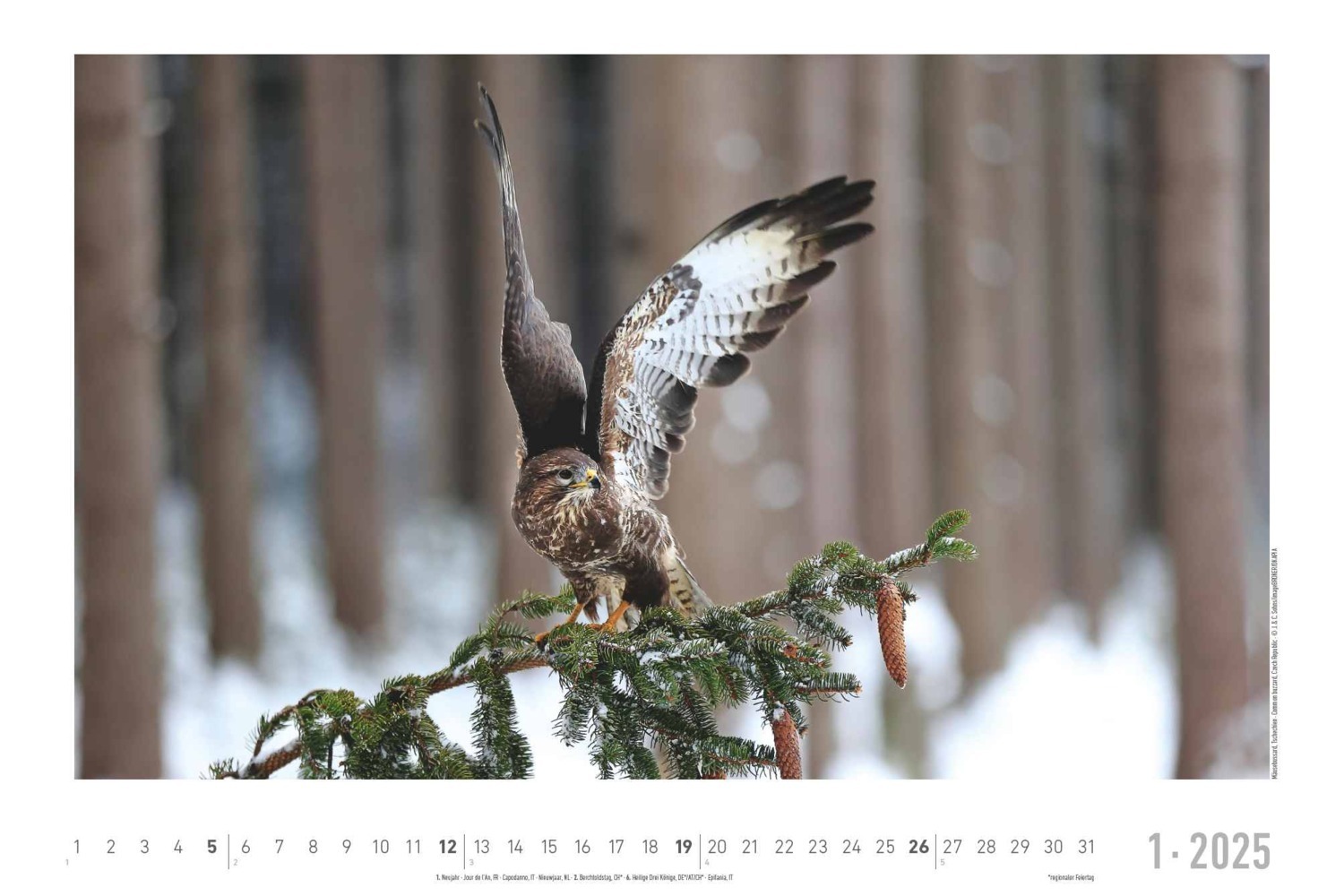 Bild: 4251732342197 | Lebensraum Wald 2025 - Bildkalender 49,5x33 cm - Tiere und Pflanzen...