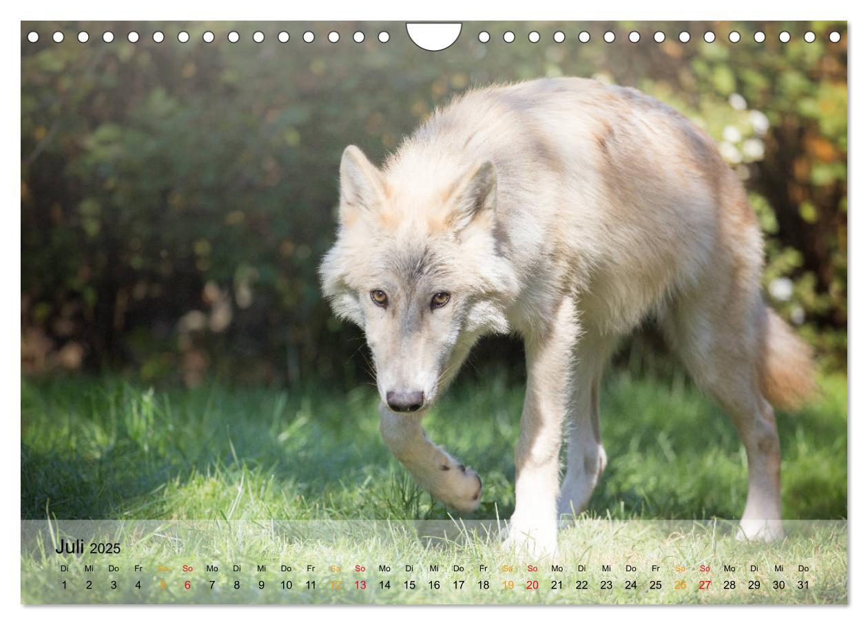 Bild: 9783435422081 | Wolfshunde 2025 (Wandkalender 2025 DIN A4 quer), CALVENDO...