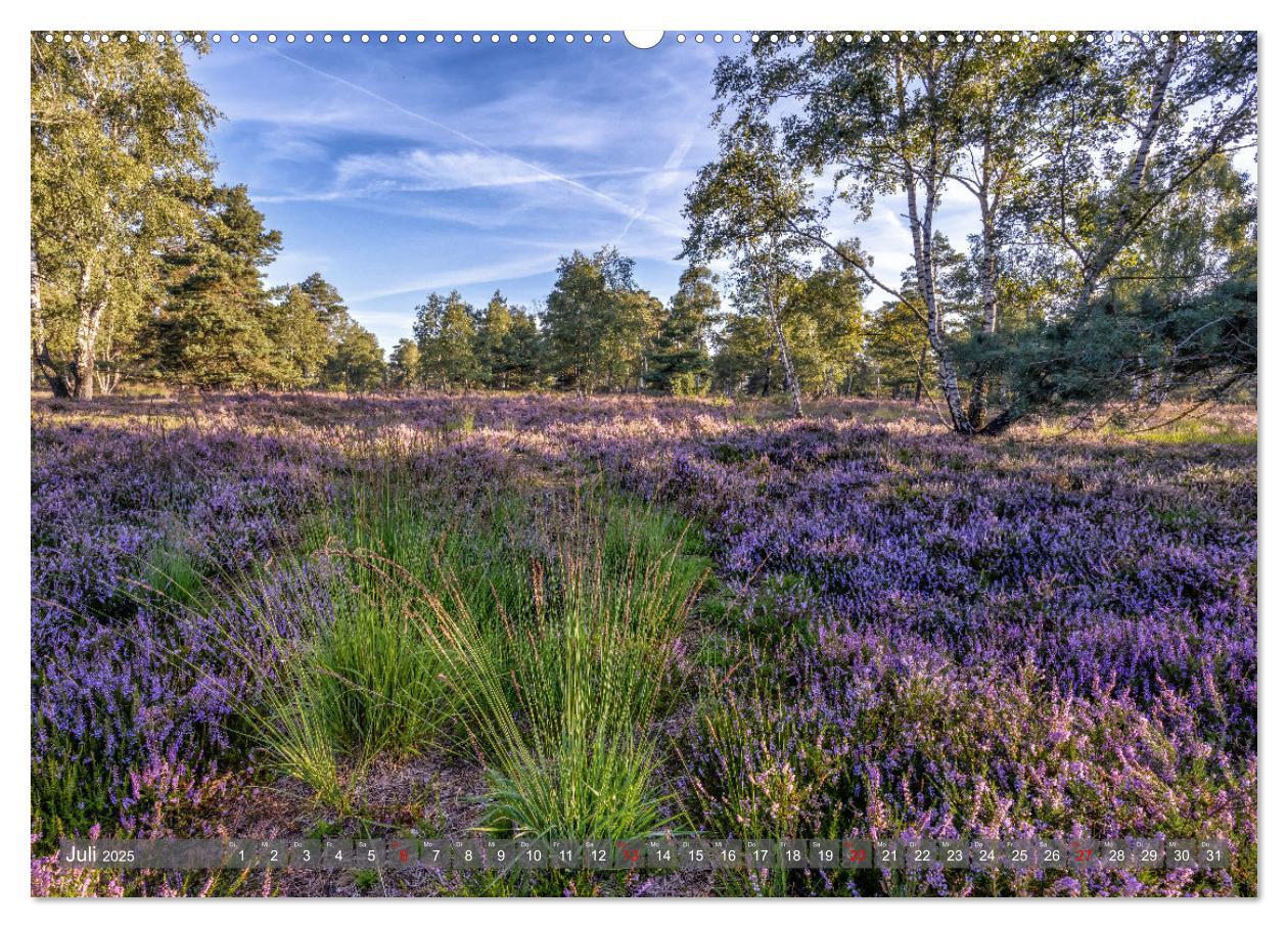 Bild: 9783383852541 | Die Lüneburger Heide - In voller Blüte (Wandkalender 2025 DIN A2...